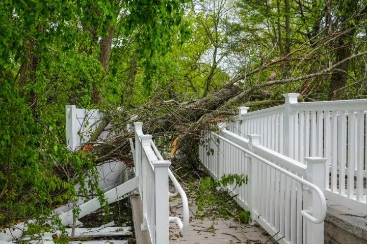 Emergency tree service - fallen tree