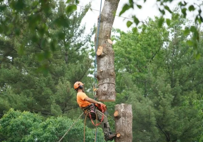 Arborist performing tree removal