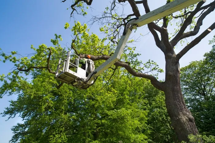 Professional tree service in Rosemead CA